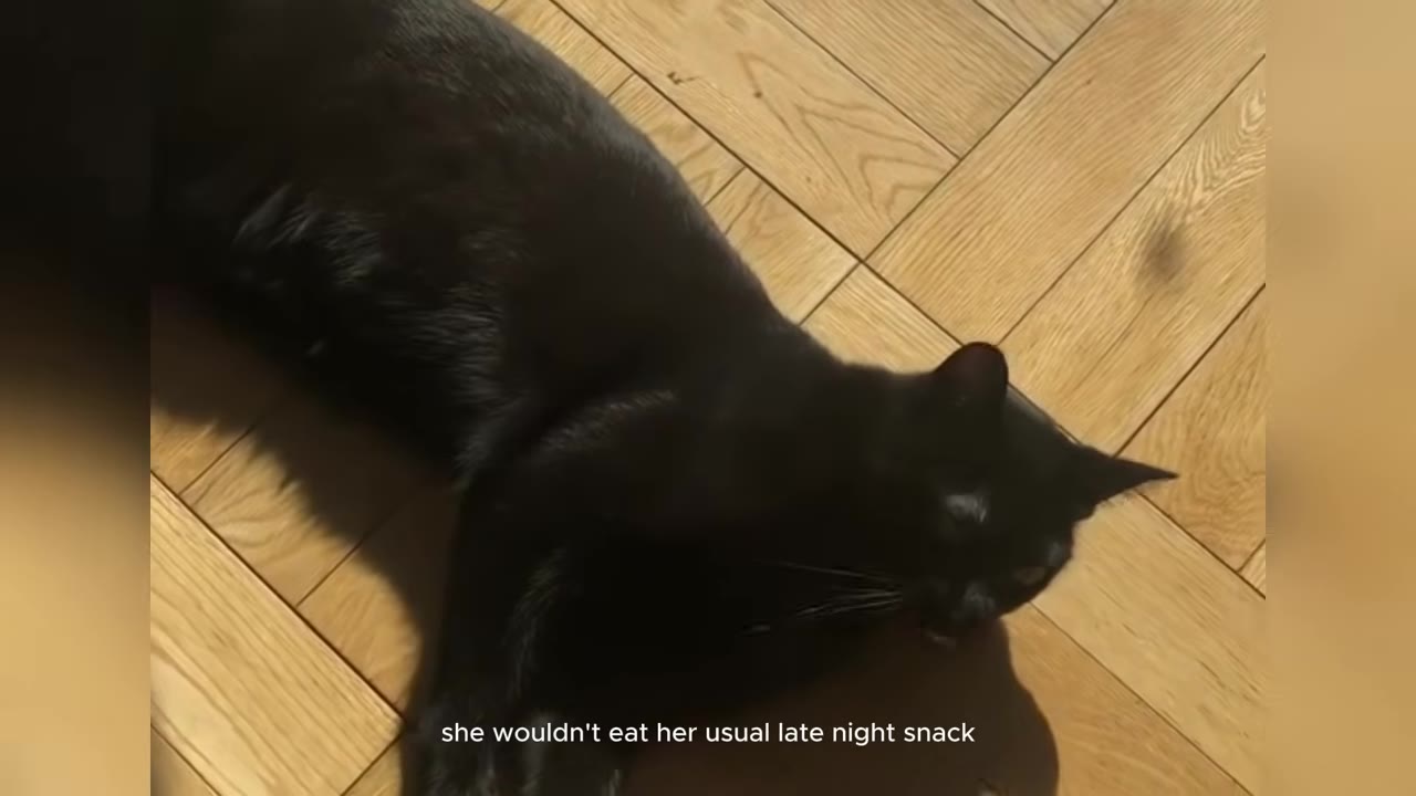 A black cat lies on a light-colored wooden floor.