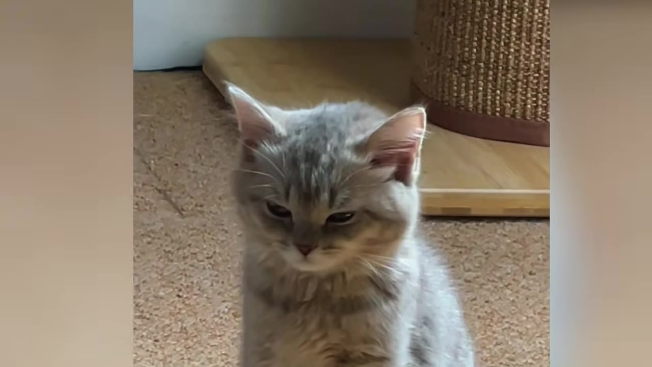A close-up shot of a fluffy, light grey tabby kitten looking down with a calm and quiet expression.
