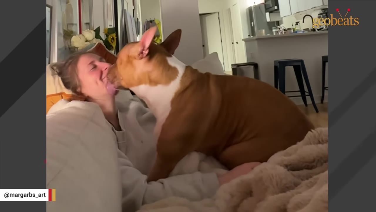 A brown and white dog sits on a couch and licks the face of a smiling woman.