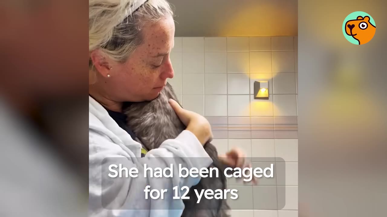 A woman with blonde hair pulled back in a headband holds a fluffy grey cat close to her chest in a tiled room, with a text overlay that reads 'She had been caged for 12 years'.