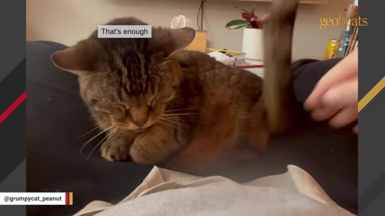 Grumpy 18-Year-Old Cat From NY Proves Love Doesn’t Always Come With Cuddles