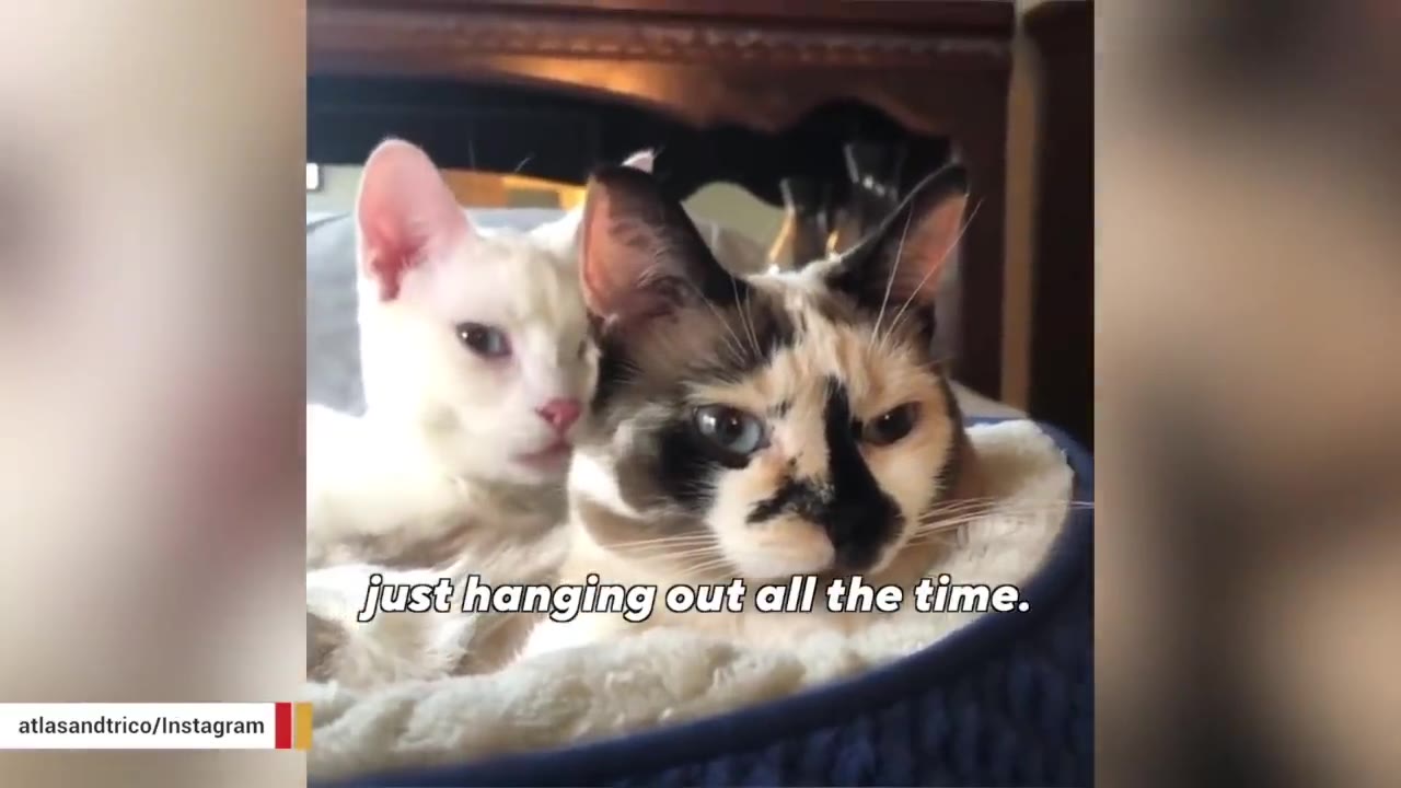 A white cat and a calico cat cuddling together in a soft pet bed.