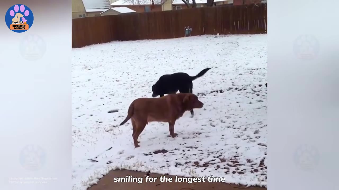 A brown dog and a black dog stand in a snow-covered backyard surrounded by a wooden fence.