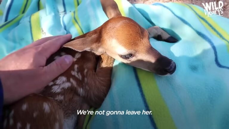 Texas Man Rescues Exhausted Baby Deer From Middle Of Lake And Hopes Her Mother Finds Her
