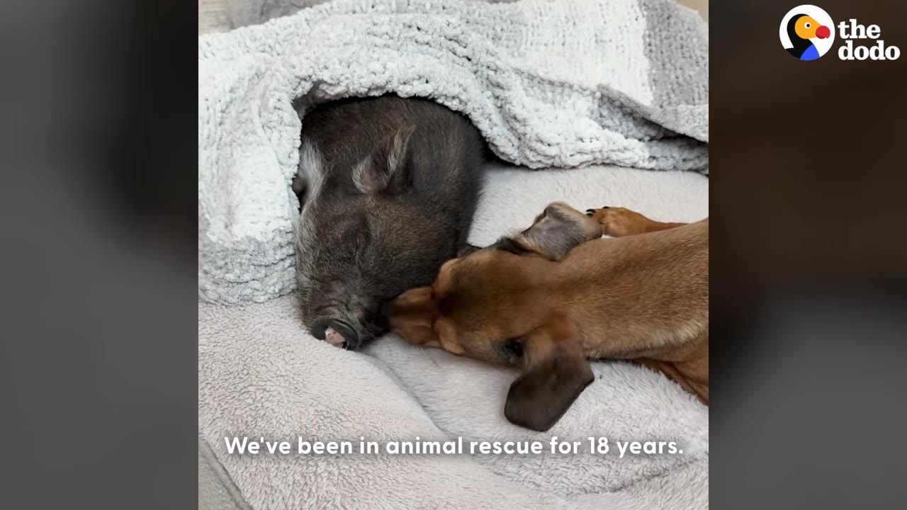 A small black piglet sleeps under a grey blanket in a pet bed while a brown dachshund snuggles close to its face.