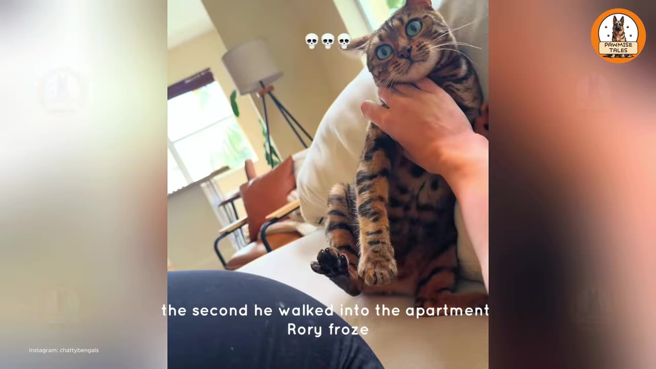 A Bengal cat with wide, startled blue eyes sits on a couch while a hand gently holds its chest, looking frozen in shock.