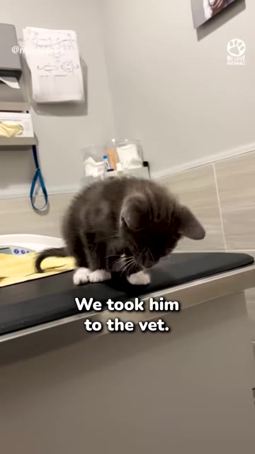 A small grey and white kitten sits on a black examination table in a veterinary clinic.