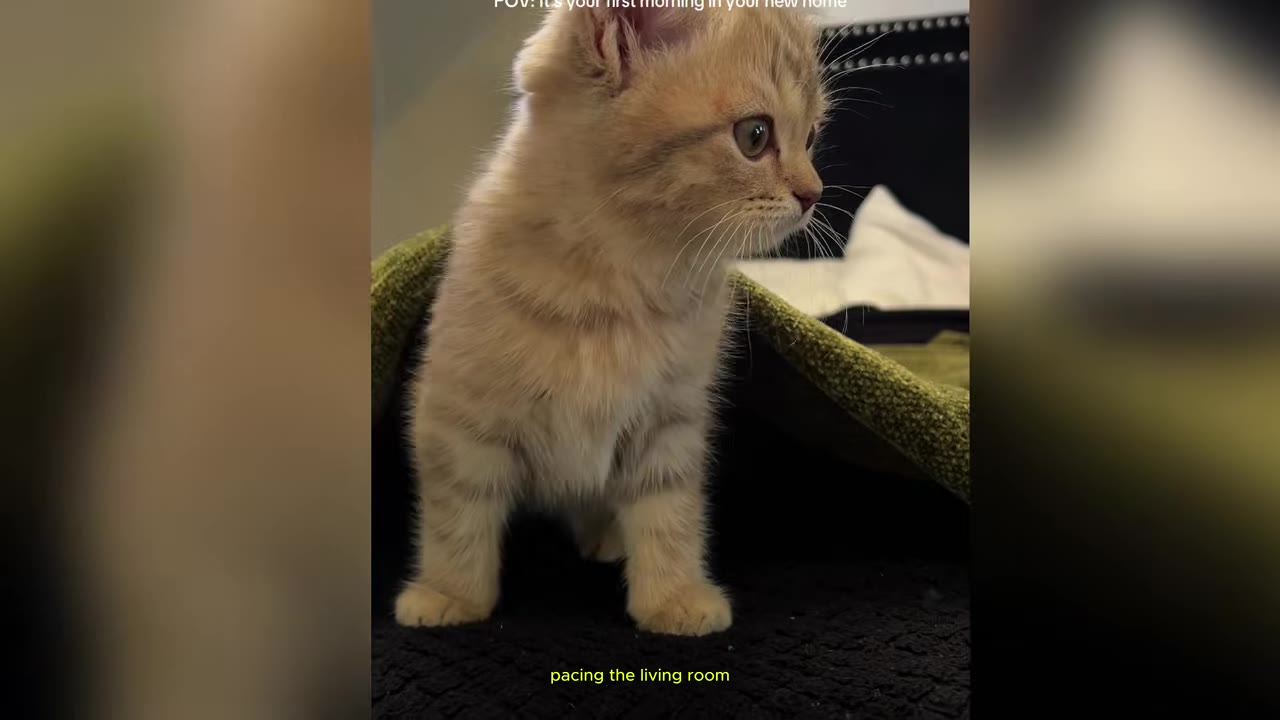 A small, fluffy orange kitten standing under a green blanket on a bed.