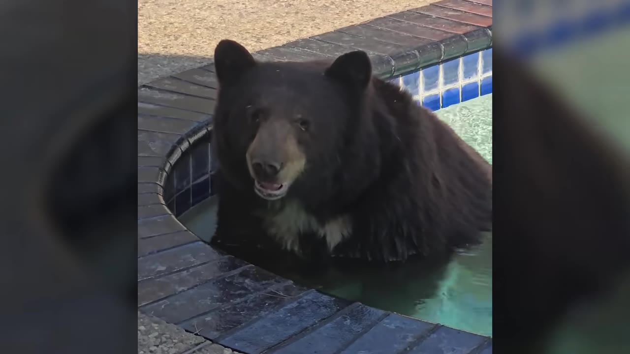 A large black bear sits comfortably in a backyard pool, looking directly toward the camera with a gentle expression.