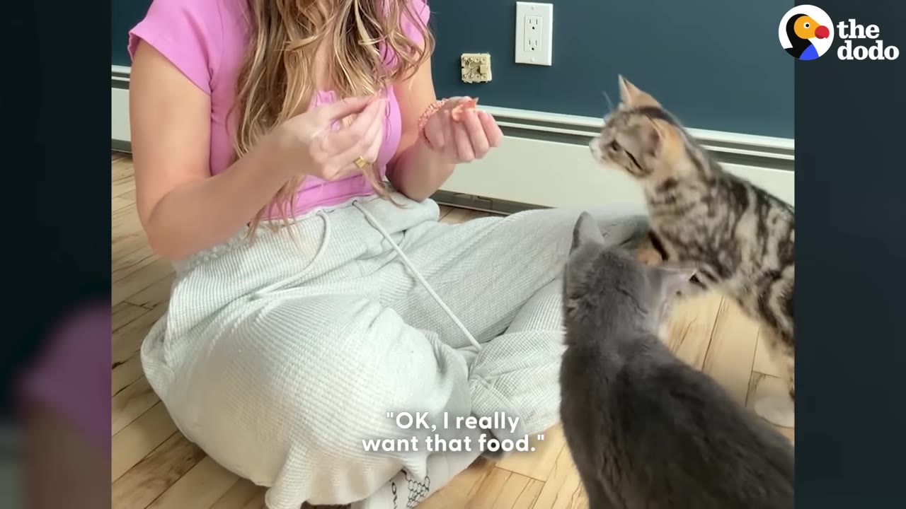 A woman sitting cross-legged on a wooden floor holds out small pieces of food to a grey kitten and a tabby kitten.