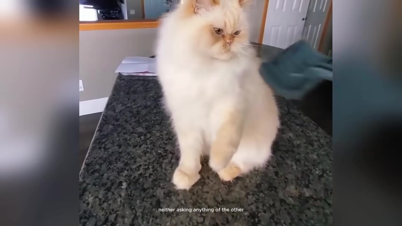 A fluffy white and cream-colored Persian cat sits on a dark granite countertop, looking slightly to the side with a calm expression.