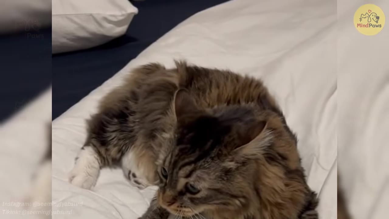 A fluffy brown and black tabby cat with white paws lies on a white pillow.