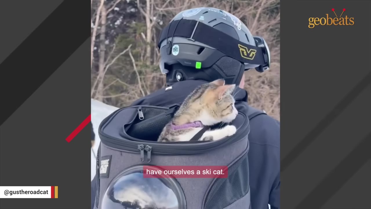 A tabby cat wearing a purple harness peeks out from a grey backpack carrier worn by a person in a ski helmet.