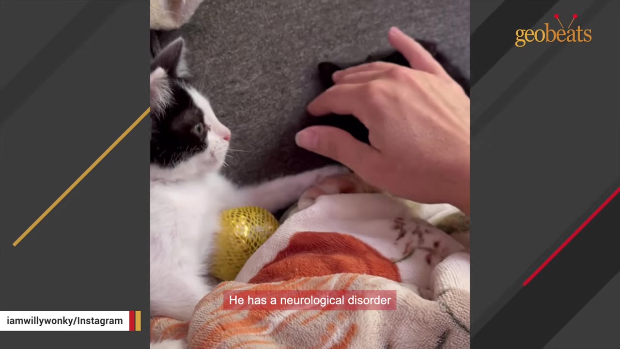 A black and white kitten reaches its paw out towards a black cat resting under a blanket while a hand gently pets the black cat.