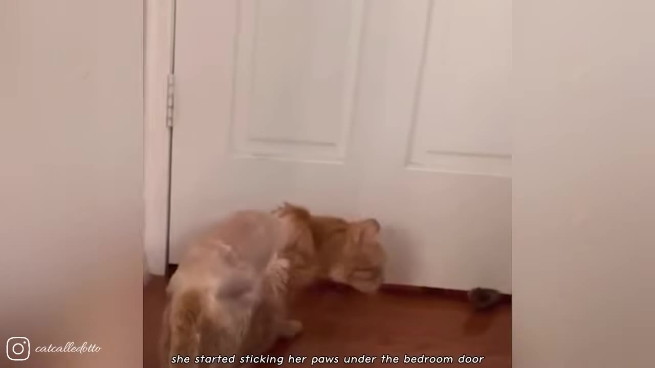 An orange cat crouches on a wooden floor, reaching its paw under a closed white door.