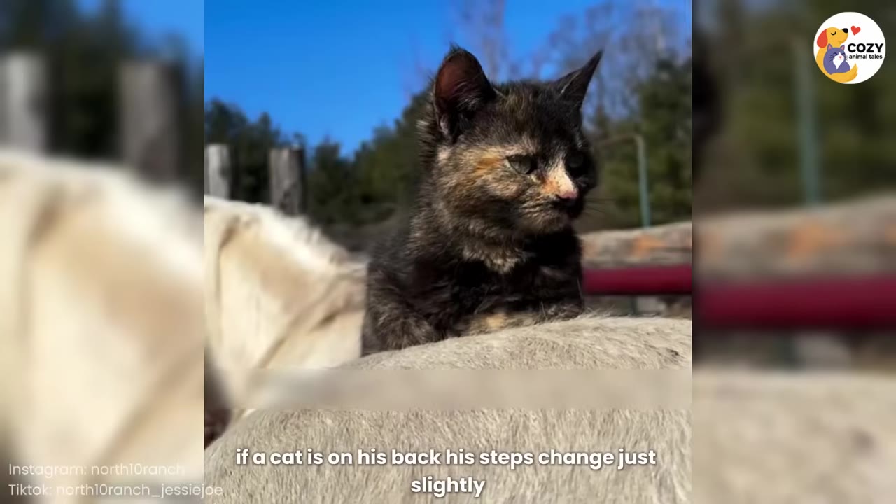 A small tortoiseshell kitten sits comfortably on the back of a white horse under a clear blue sky.