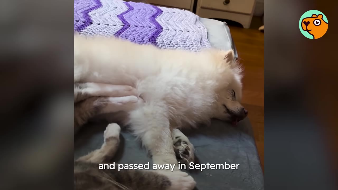 A fluffy white dog lies on its side on a bed next to a grey tabby cat, with text on the screen reading 'and passed away in September'.