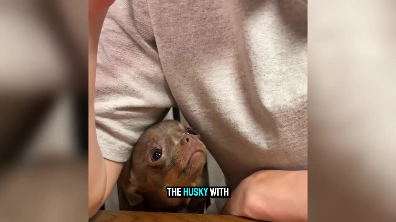 A small brown chihuahua puppy looks up with wide, sad eyes from underneath a person's arm.