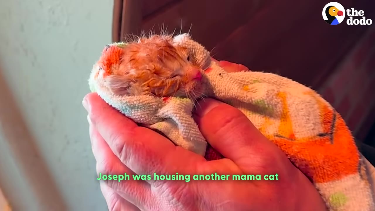 A tiny, wet orange kitten wrapped in a colorful towel is gently cradled in a person's hands.