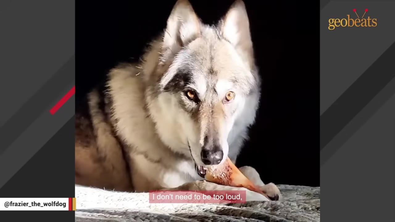 A close-up shot of Frazier, a wolfdog with striking light-colored eyes, looking forward while holding a bone in his mouth against a dark background.