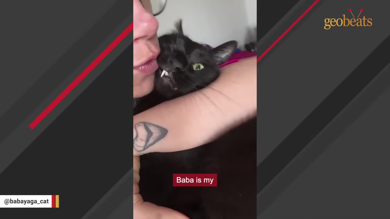 A black cat with a single visible tooth snuggles closely against a person's face while being held in their arms.