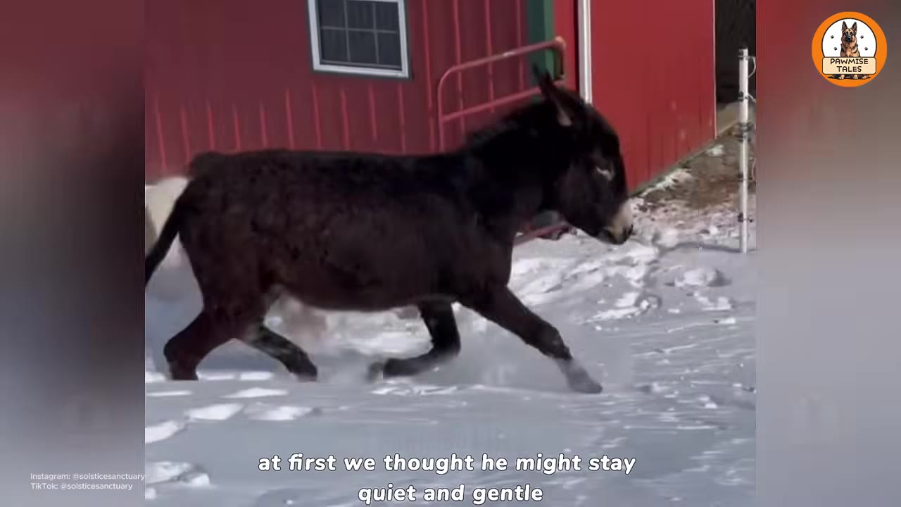 A dark brown donkey trotting through the snow next to a red barn.