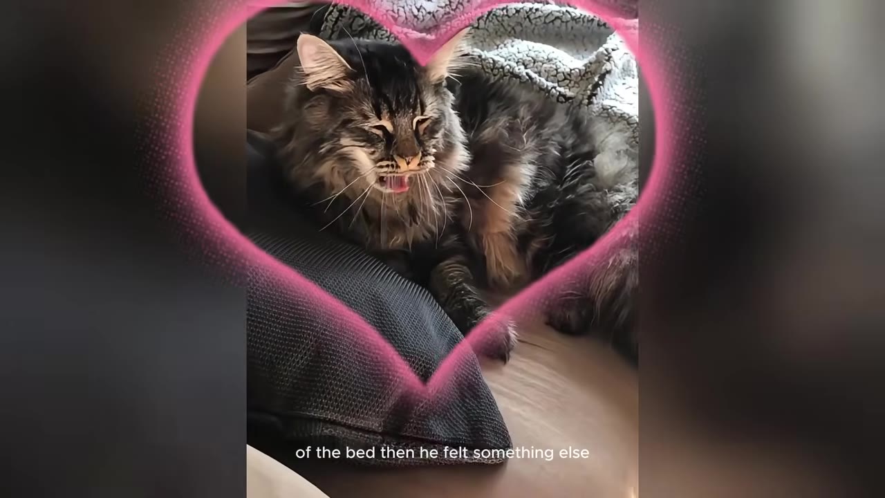 A fluffy long-haired tabby cat lying on a bed next to a dark pillow, framed by a pink heart graphic.