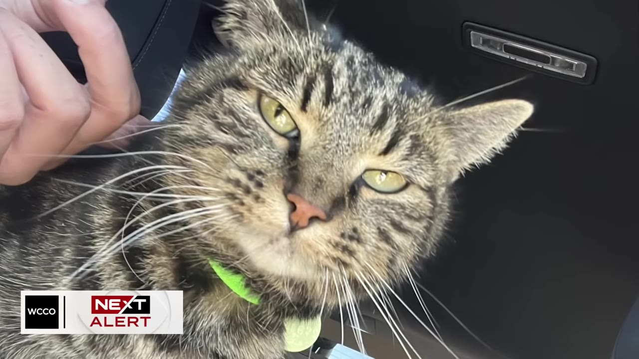 A close-up shot of a tabby cat named Fridge with a green collar, looking directly at the camera while being gently petted.