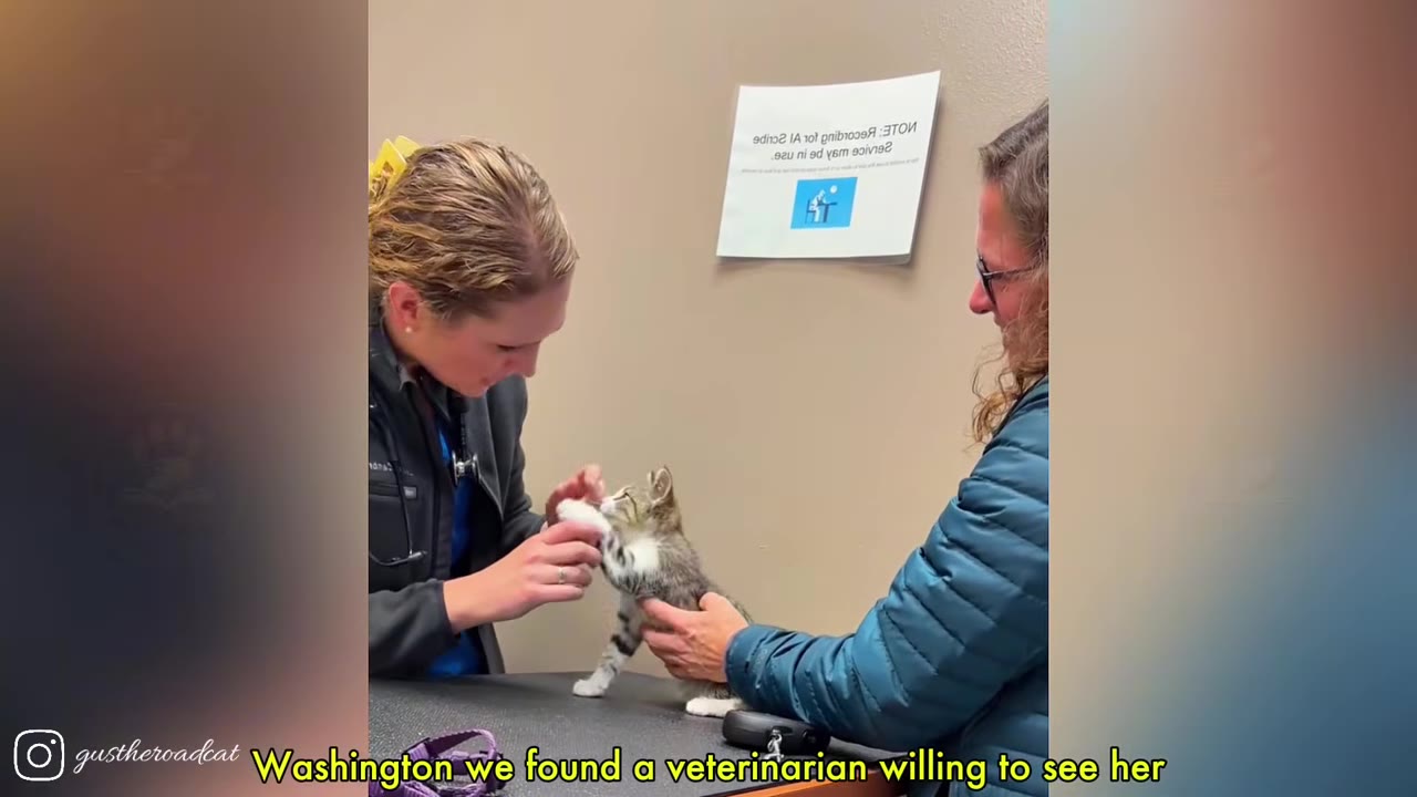 A veterinarian in a black jacket examines a small tabby kitten on an examination table while a person in a blue jacket holds the kitten.