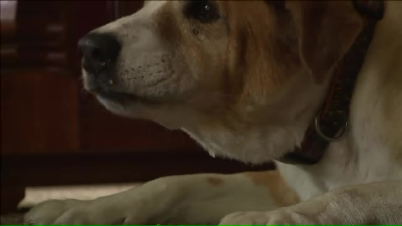 A close-up profile shot of a light brown and white dog wearing a collar, looking forward with an alert expression.