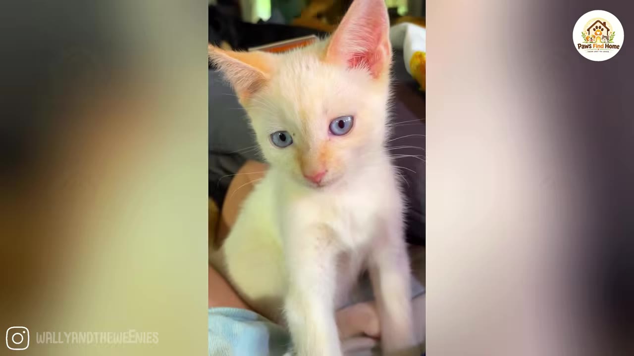 A close-up shot of a small white kitten with blue eyes and light orange ears sitting calmly.