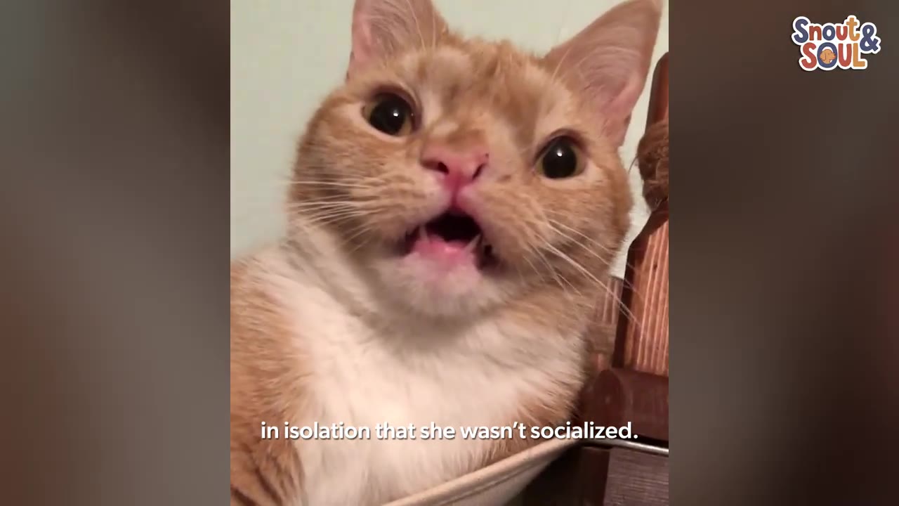A close-up shot of Smush, an orange and white cat with a unique facial structure, looking directly at the camera with her mouth slightly open.