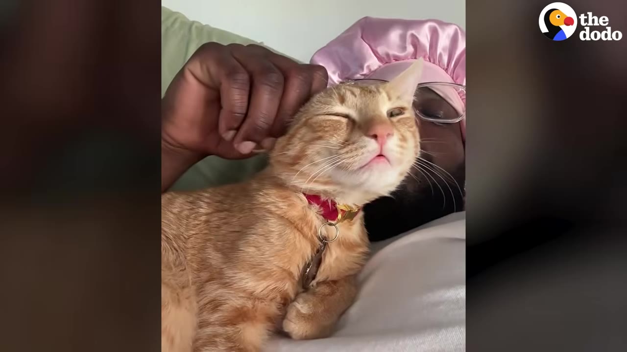 A man wearing a pink satin bonnet lies in bed, petting an orange tabby kitten that is resting on his chest.
