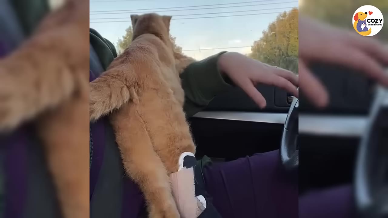 An orange cat with a bandaged leg stands on a person's lap inside a car, looking out the front windshield.