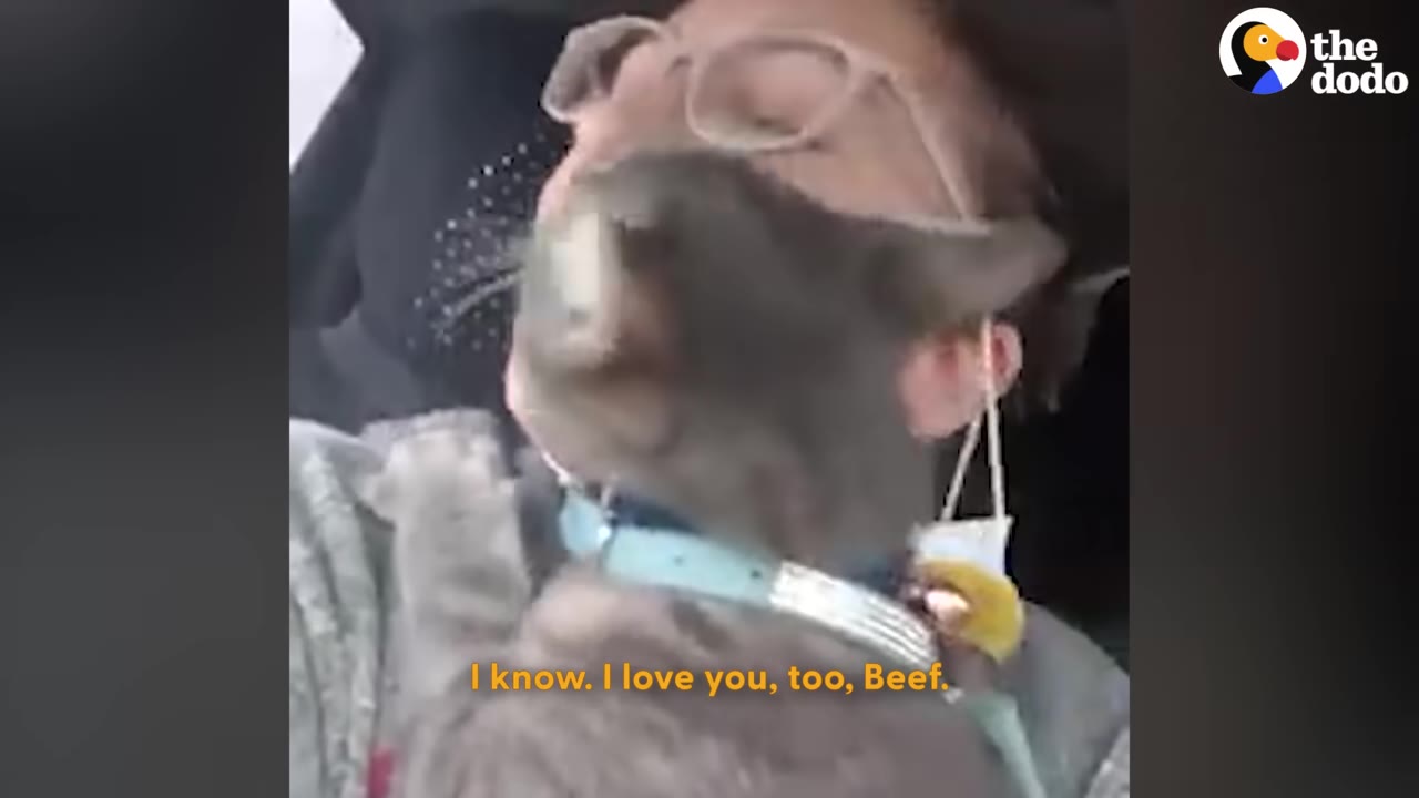 A close-up of a grey cat named Beef nuzzling a person wearing glasses, with a subtitle that reads 'I know. I love you, too, Beef.'