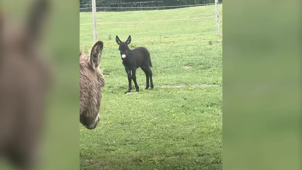 A small, dark-furred donkey foal stands in a grassy green pasture, looking towards the camera, with the head of an adult donkey partially visible in the foreground.