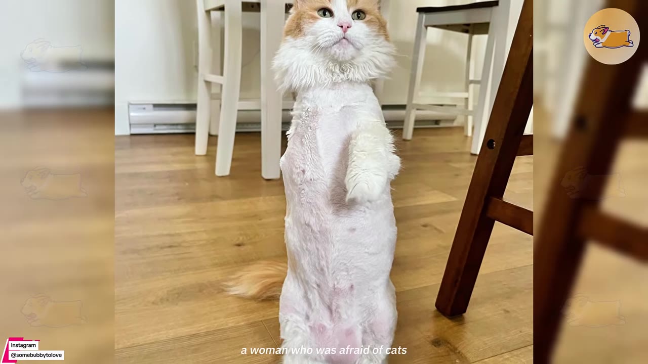 A fluffy orange and white cat with a shaved body stands upright on its hind legs on a wooden floor.
