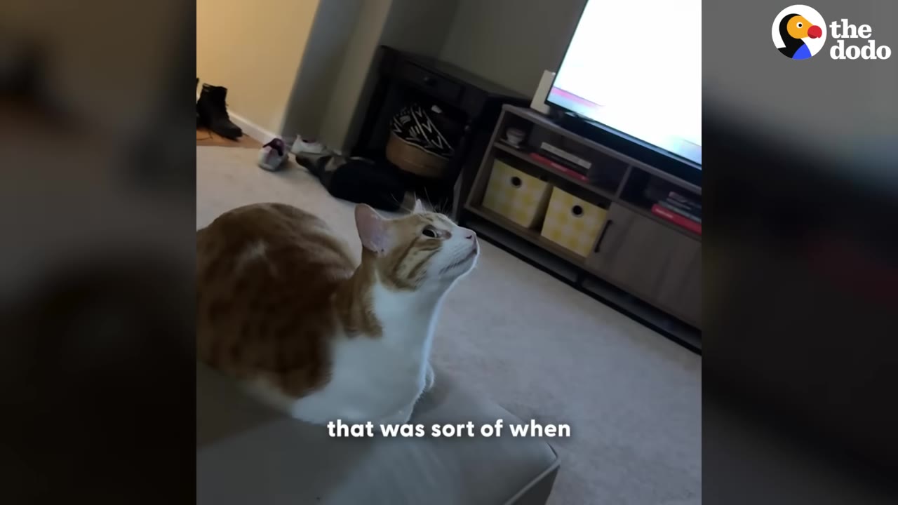 An orange and white cat sitting on a grey cushion, looking up towards a television screen in a living room.
