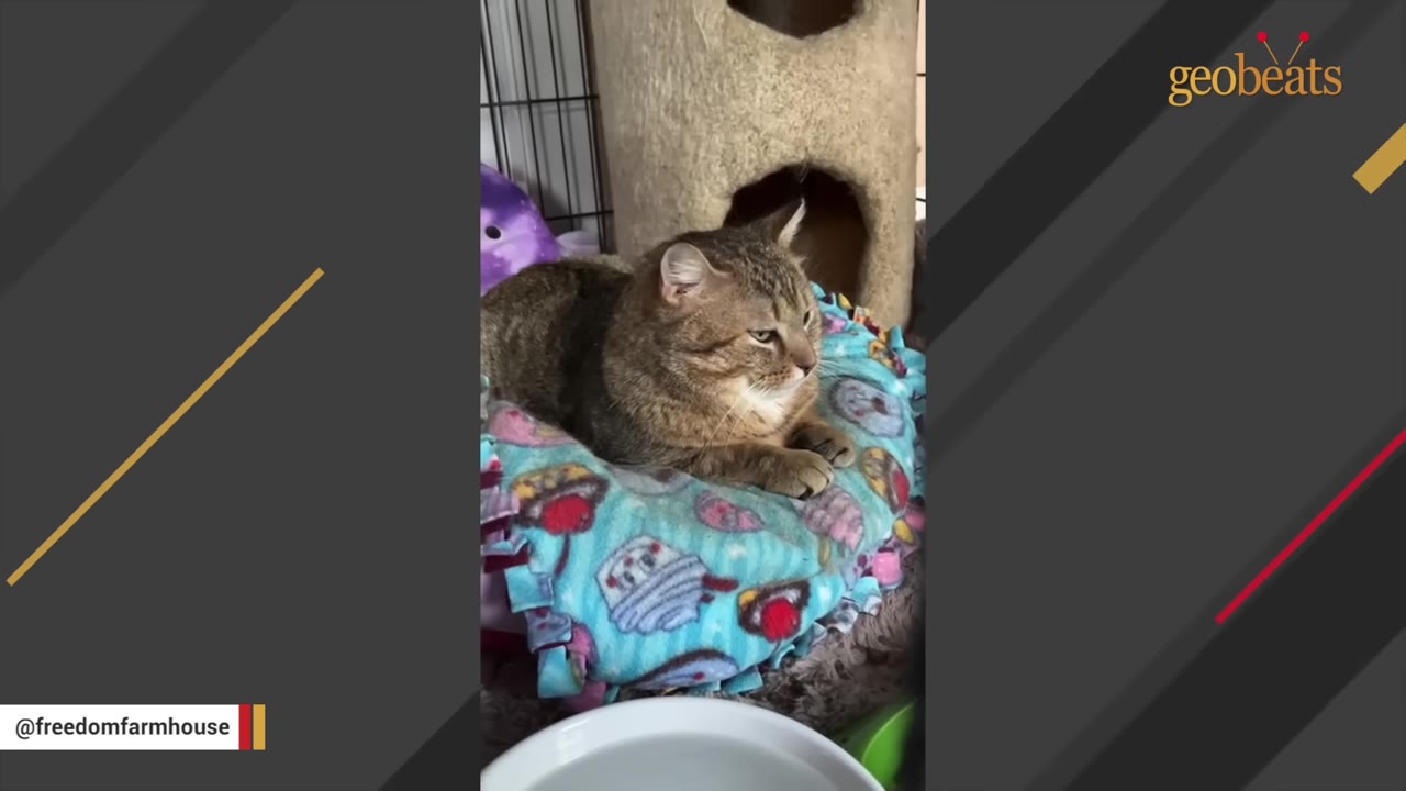 A brown tabby cat named Pierogi rests comfortably on a colorful, patterned pet bed inside a wire crate next to a scratching post.