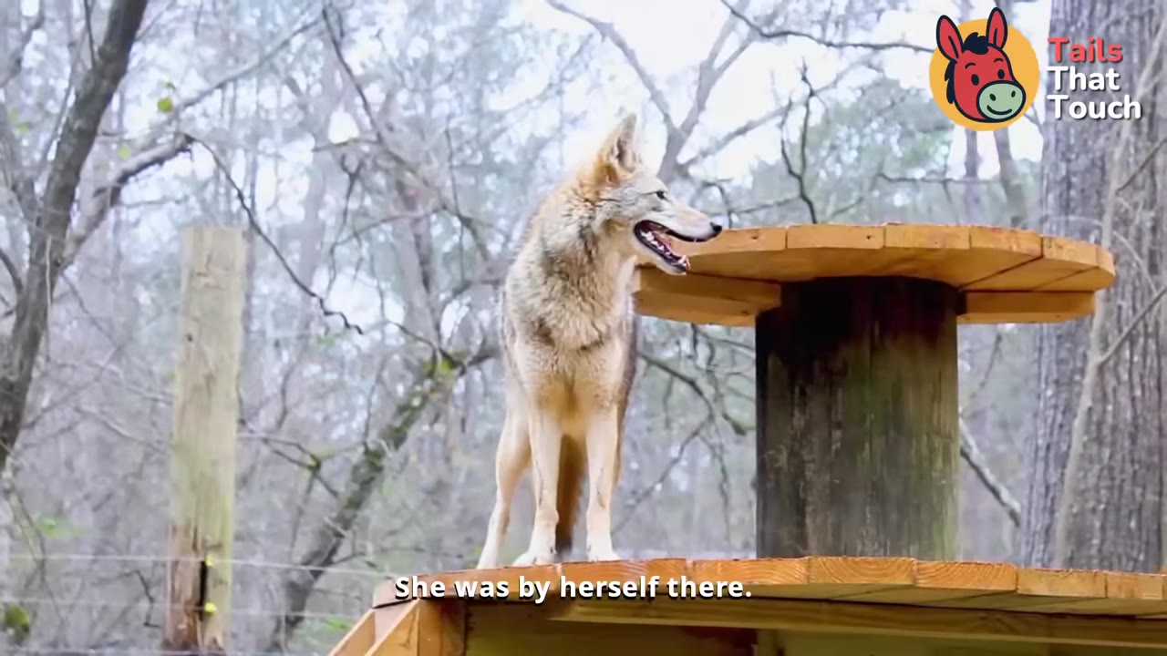 A coyote stands alert on a wooden platform structure in an outdoor enclosure with trees in the background.