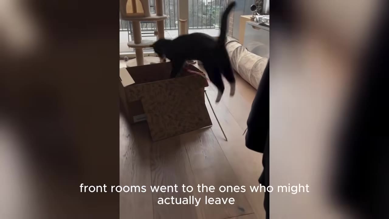 A black cat jumping into a cardboard box on a wooden floor in a room with a cat tree in the background.