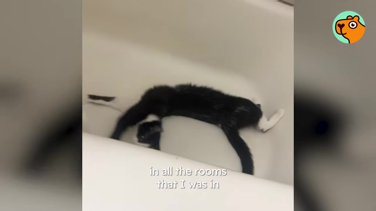 A black and white cat lies playfully on its back inside a white bathtub.