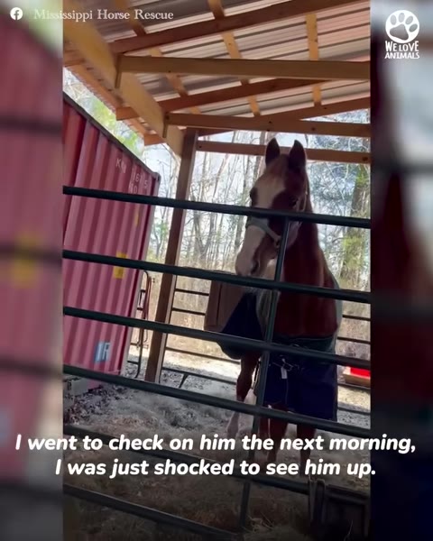 A brown and white horse wearing a halter and a blue blanket stands upright in a stable stall, looking directly forward through a metal gate.