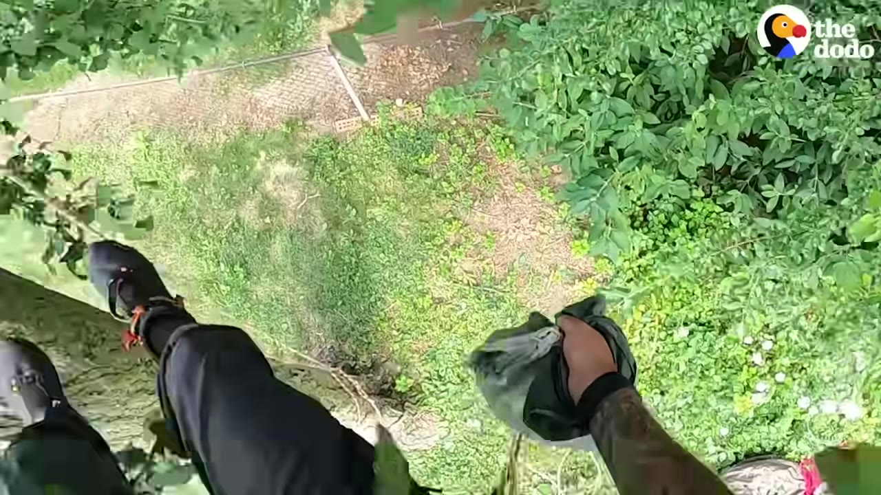 A first-person perspective looking down from a high tree branch, showing a person's legs in black pants and climbing shoes, with one hand holding a green bag containing the rescued cat high above the grassy ground below.