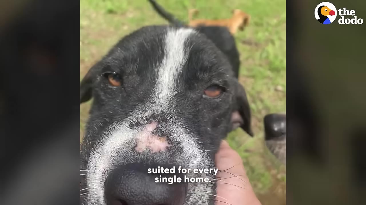 A close-up shot of a black and white dog with a pink scar on its snout being gently petted on the side of its face.