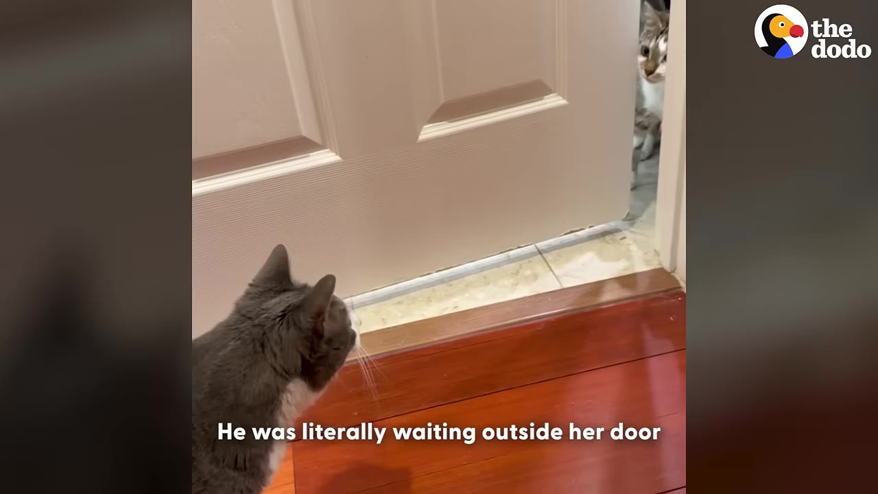 A grey and white cat sits on a wooden floor, looking towards a slightly open white door where another cat peeks out from the other side.