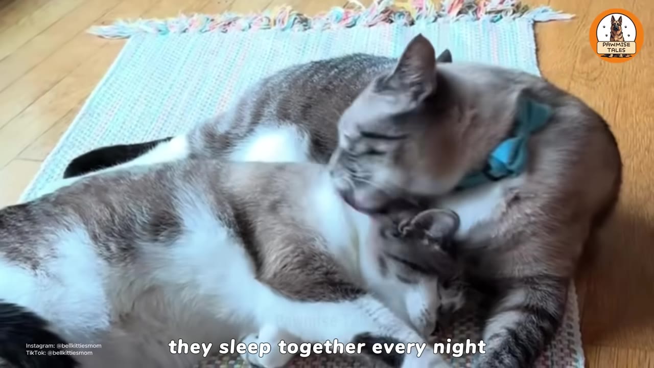 Two domestic cats lying together on a small rug, with one cat wearing a blue bow tie gently grooming the other cat's neck.