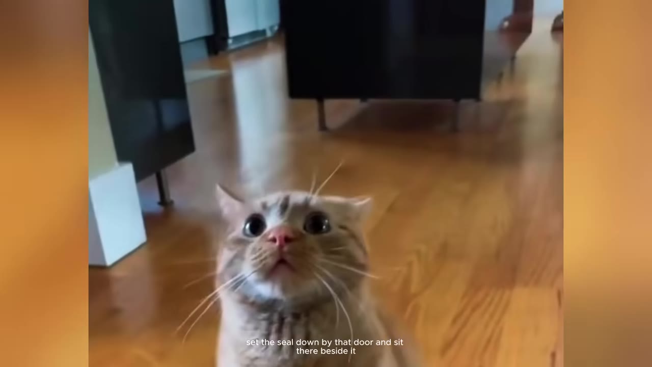 A close-up shot of an orange and white cat looking up with wide eyes on a wooden floor.