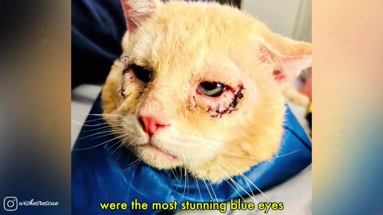 Arizona Stray Cat Could Barely See Through Painful Eyelids, Then Rescue Gave Him A New Life