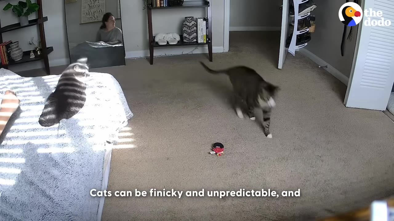 A tabby cat walks across a carpeted bedroom floor near a small toy, while another cat sits on a bed in the sunlight.